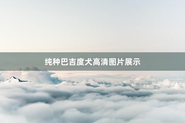 纯种巴吉度犬高清图片展示